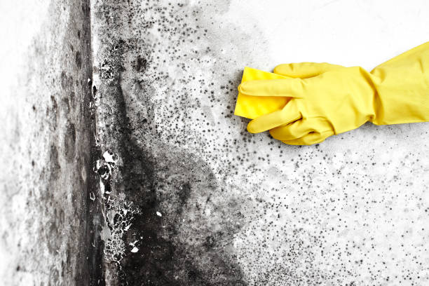 Best Certified Mold Removal  in Eureka, KS