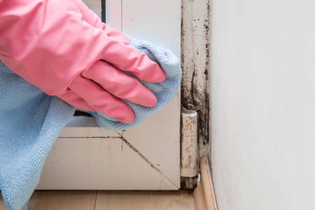 Best Same-Day Mold Removal  in Eureka, KS